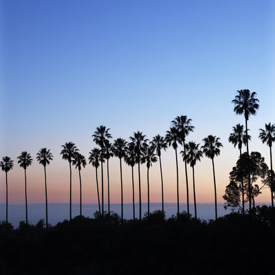 western-palm-trees-mexican-fan-palms-elysian-park-0214
